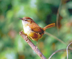 Carolina Wren